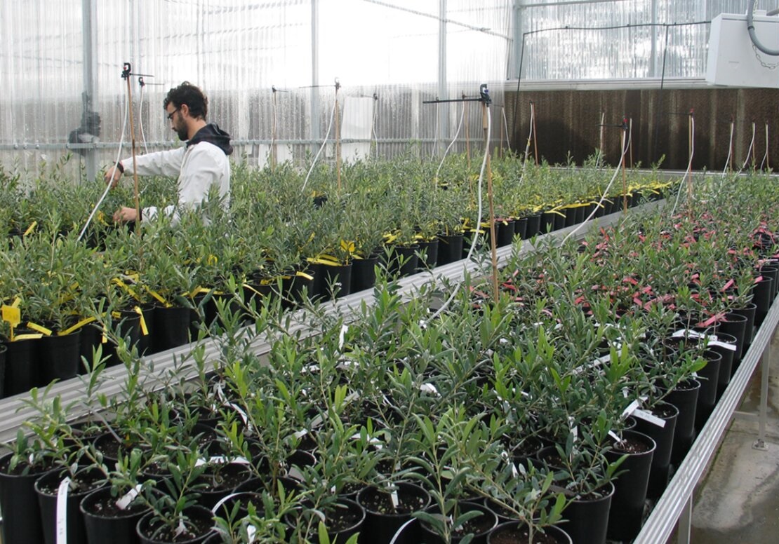 Objetivo: convertir el Banco de Germoplasma de Olivo en el mejor estudiado del mundo

👉innovagri.es/actualidad/obj…

#cultivarinnovando #olivar #olivo