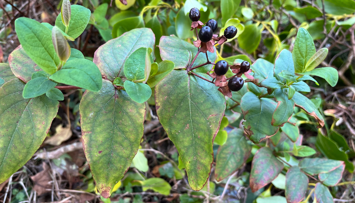 Look out for tutsan with its last remaining black berry-like capsules, which have transformed from their bright red colour last autumn. Catherine Keena, @TeagascEnviron Countryside Management Specialist tells us more here bit.ly/4amIsGv
