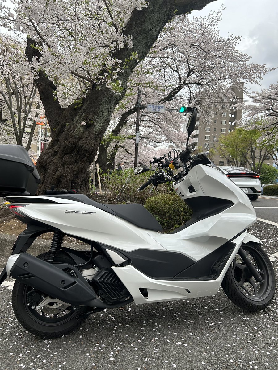 相模原市役所通りの桜🌸
#バイク乗りと繋がりたい