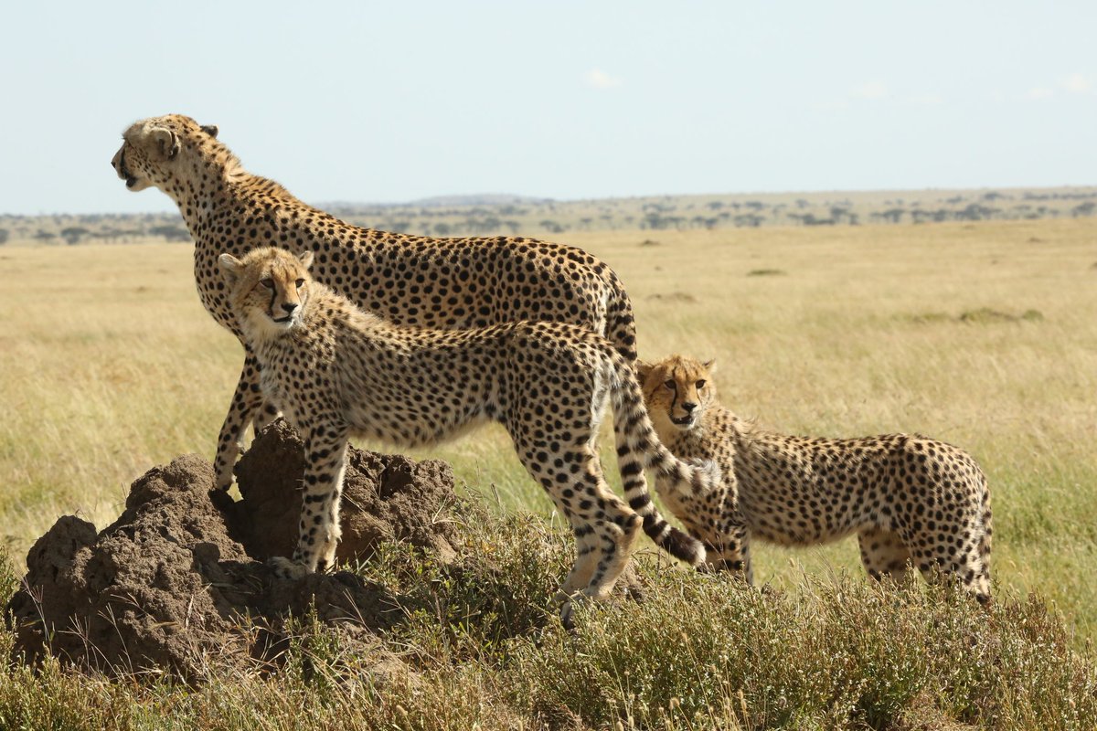 Serengeti Cheetah (@serengeticheeta) on Twitter photo In the heart of the Serengeti, where golden grass meets endless skies, Glenkinchie teaches her cubs the timeless rhythm of the hunt.
#cheetahswemonitor <a href="/AnneWHilborn/">Anne Hilborn</a> <a href="/hmk_oneill/">Dr Helen O'Neill</a> <a href="/SarahMDurant/">Prof Sarah Durant</a> <a href="/OfficialZSL/">ZSL</a> <a href="/CCIAfrica/">Africa Range Wide Cheetah Conservation Initiative</a> <a href="/MunisiKelvin/">kelvin munisi</a> <a href="/denzminja271/">Dennis</a> In the heart of the Serengeti, where golden grass meets endless skies, Glenkinchie teaches her cubs the timeless rhythm of the hunt.
#cheetahswemonitor <a href="/AnneWHilborn/">Anne Hilborn</a> <a href="/hmk_oneill/">Dr Helen O'Neill</a> <a href="/SarahMDurant/">Prof Sarah Durant</a> <a href="/OfficialZSL/">ZSL</a> <a href="/CCIAfrica/">Africa Range Wide Cheetah Conservation Initiative</a> <a href="/MunisiKelvin/">kelvin munisi</a> <a href="/denzminja271/">Dennis</a>