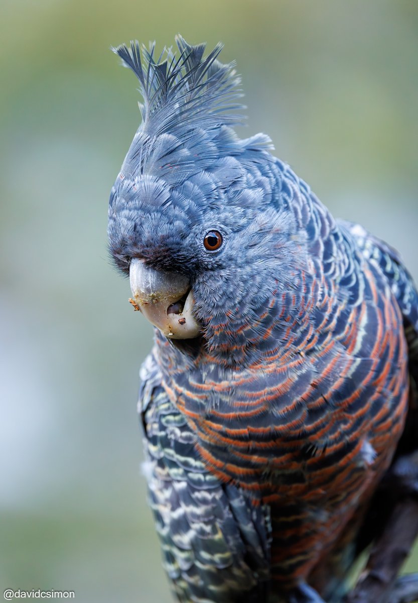 We had Gang-gang Cockatoos visit again today! It was a family of four (two parents and two juveniles), but I was only able to get a good photo of the mother.