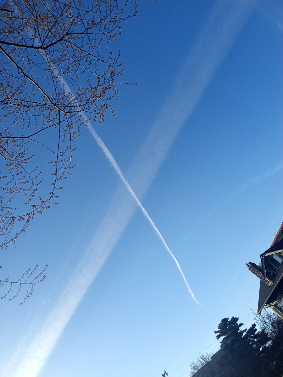 B̷e̷a̷r̷d̷ C̷h̷i̷n̷n̷i̷a̷n̷ tweet media