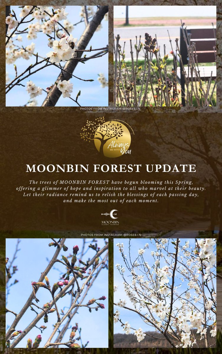 MoonBin Global Fanbase tweet media