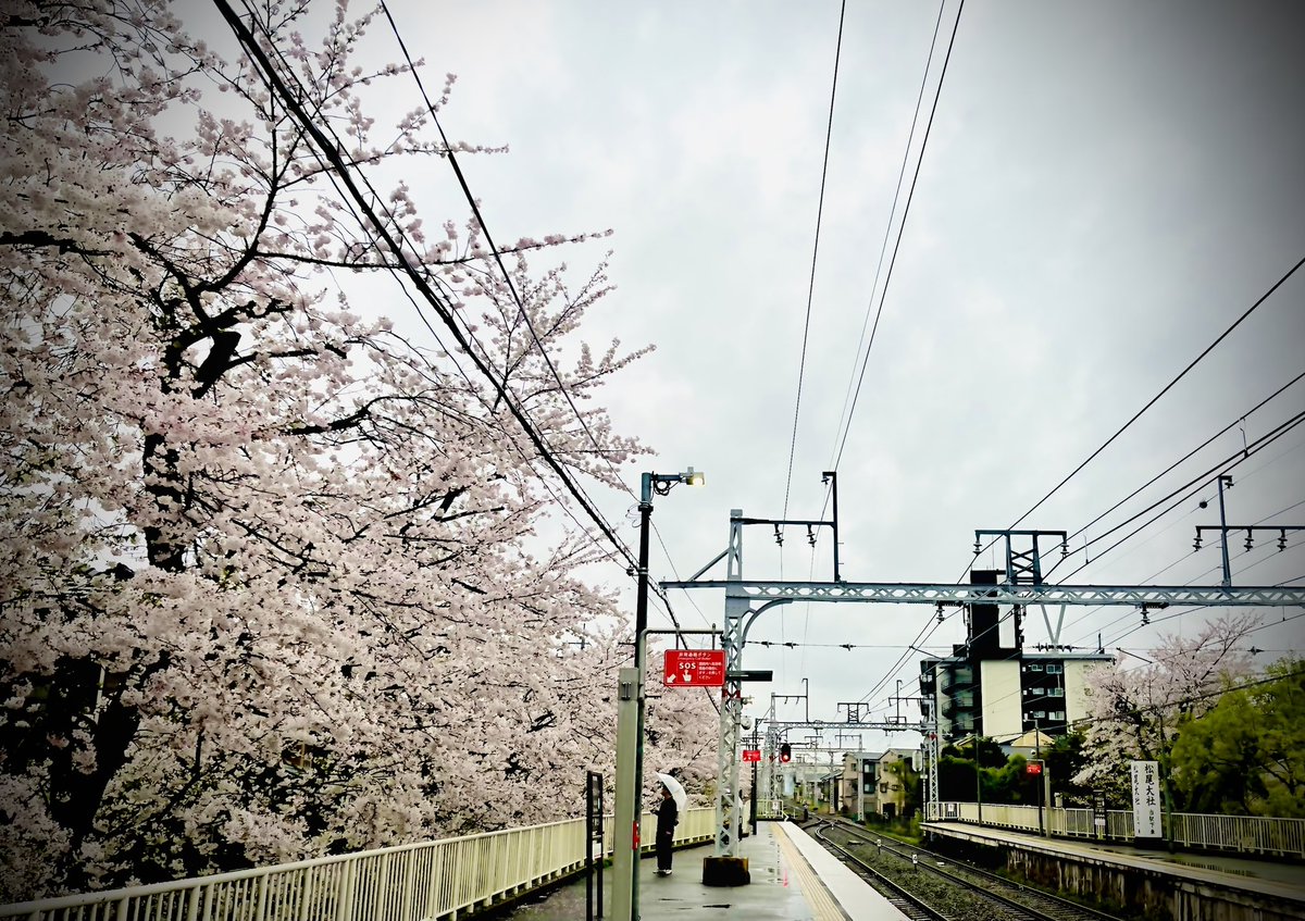 桜が咲く駅のホームは、「さよなら感」溢れて。