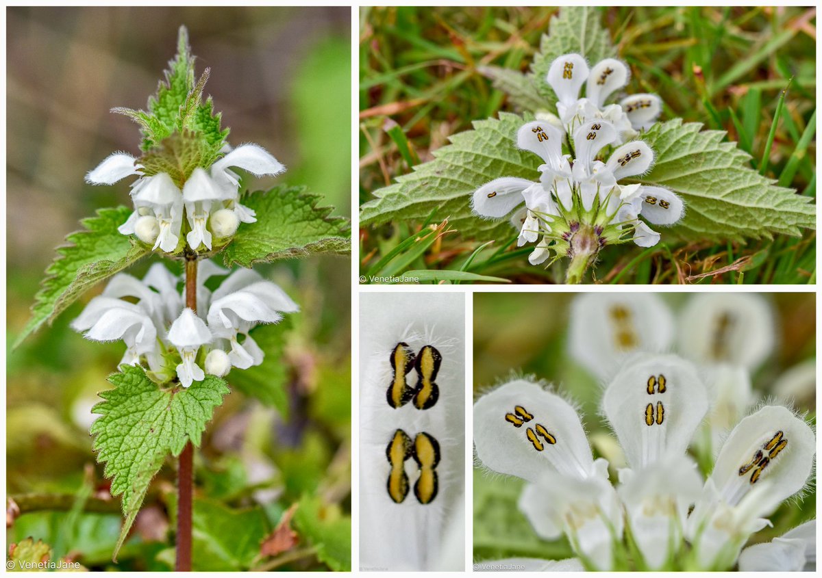 You may be wondering why the white dead-nettle plants suddenly produce so many blooms at this time of the year? Well, the fairies need somewhere to hide their dancing shoes of course! Think of all those spring parties they need to attend. Have a peep and see! #nature #wildflowers