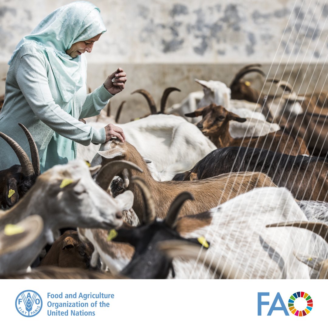Women who have access to and control over livestock have a higher capacity to improve the health, education and food security of their households. Yet, data shows significant gaps in women’s ownership of livestock. See @FAO’s report 👉 doi.org/10.4060/cc7155… #LetsGrowEquality