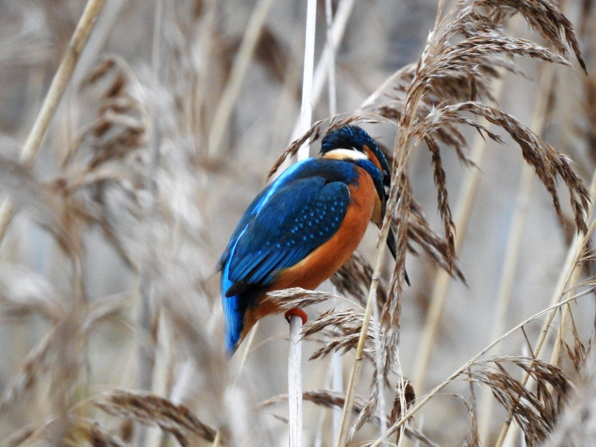 In amongst the reeds. Love the contrast between the colour of the reeds and the kingfisher. #LondonBirds #BirdsSeenIn2024 #nature #wildlife @WildLondon @Natures_Voice #TowerHamlets #kingfisher #kingfishers #birdphotography