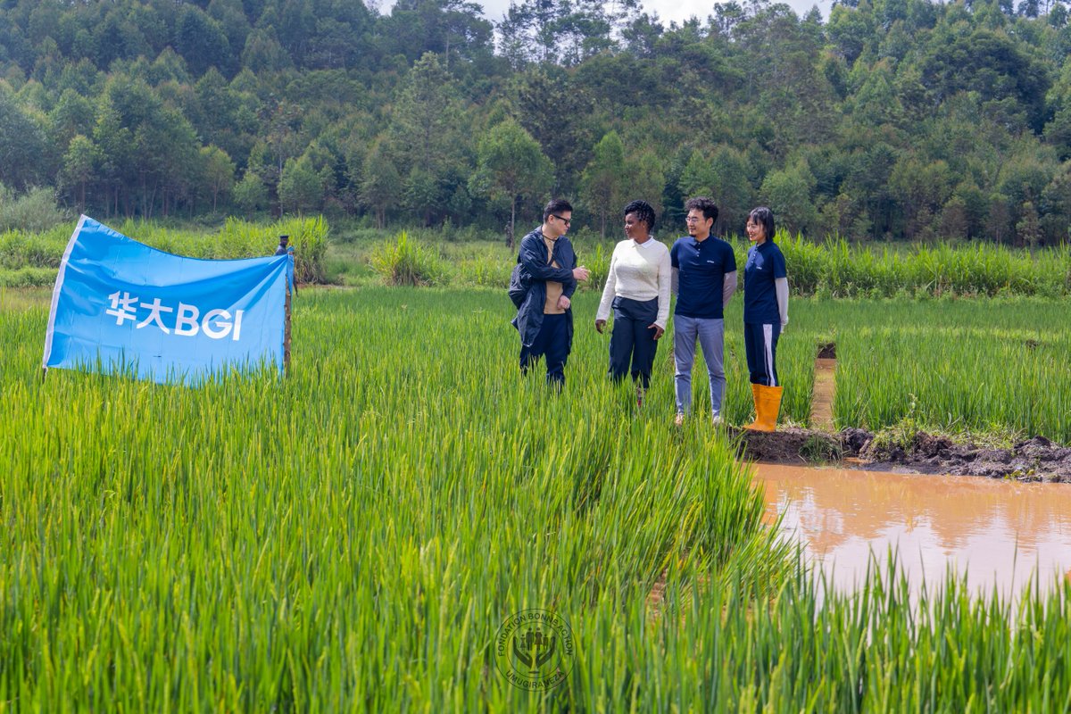 The First Lady of Burundi, H.E. Mrs. Angeline Ndayishimiye, praised the implementation of perennial rice as a model for agricultural collaboration between Burundi and the #BGI Group at BGI’s Karuzi demonstration site. bit.ly/3PXImN9