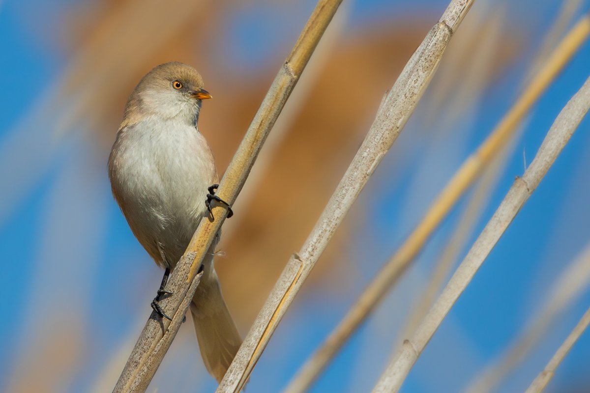 Yeni traş olmuş -Bıyıklı Baştankara (Panurus biarmicus) -Ankara #hangitür