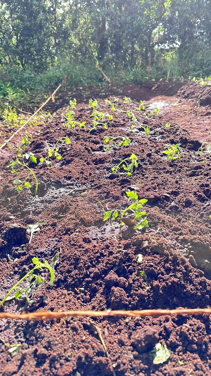 _WingFarm's tweet photo. Landtilling and preparation are needed to achieve food security. Land preparations make it easier to break disease and pest cycles that destroy food. Small-scale farmers and kitchen gardeners can adopt double-digging to increase food production.
#GrowBioIntensive #KilimoNiMboka https://t.co/d13I5nDDOh