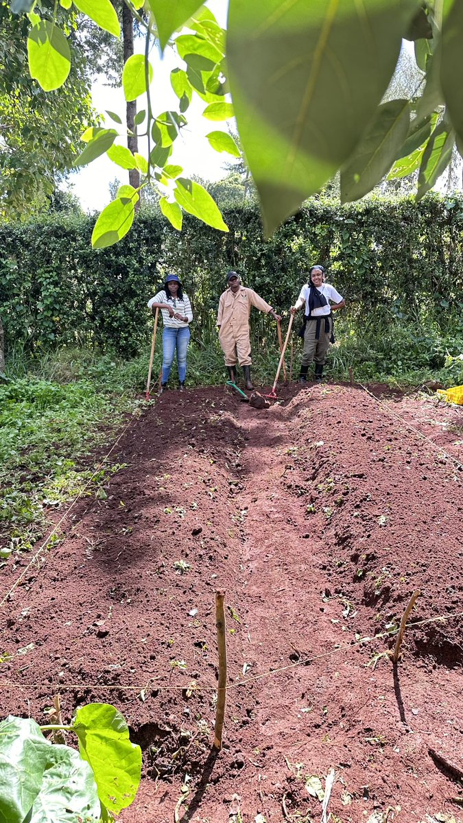 _WingFarm's tweet photo. Landtilling and preparation are needed to achieve food security. Land preparations make it easier to break disease and pest cycles that destroy food. Small-scale farmers and kitchen gardeners can adopt double-digging to increase food production.
#GrowBioIntensive #KilimoNiMboka https://t.co/d13I5nDDOh