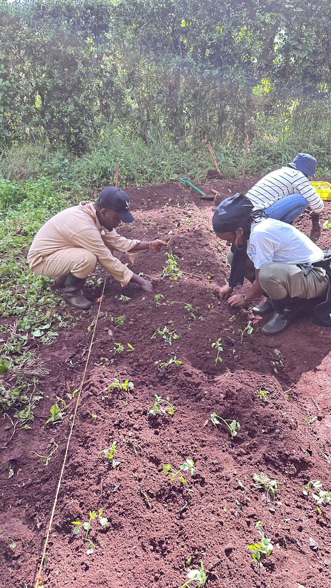 _WingFarm's tweet photo. Landtilling and preparation are needed to achieve food security. Land preparations make it easier to break disease and pest cycles that destroy food. Small-scale farmers and kitchen gardeners can adopt double-digging to increase food production.
#GrowBioIntensive #KilimoNiMboka https://t.co/d13I5nDDOh