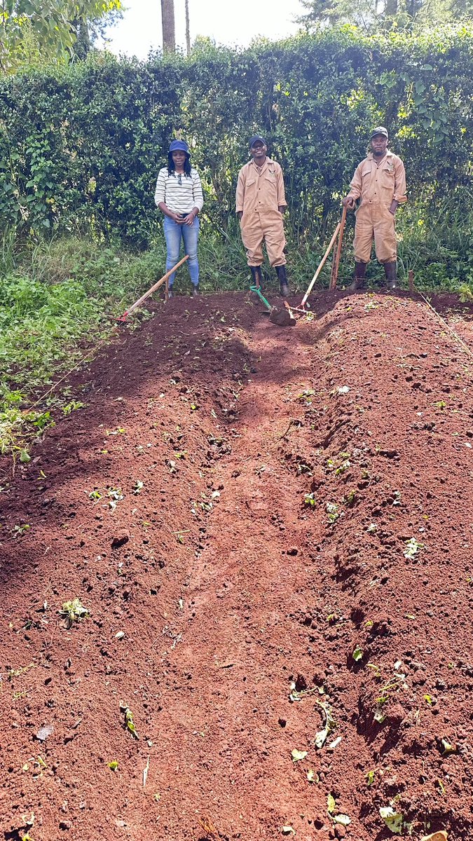 _WingFarm's tweet photo. Landtilling and preparation are needed to achieve food security. Land preparations make it easier to break disease and pest cycles that destroy food. Small-scale farmers and kitchen gardeners can adopt double-digging to increase food production.
#GrowBioIntensive #KilimoNiMboka https://t.co/d13I5nDDOh