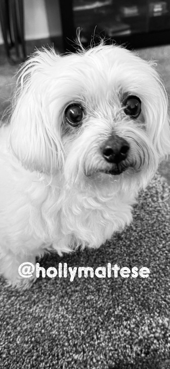 💕Morning Everyone💕 Have the most fabby Monday🥰😘🥰💋 Love as always Hollybub x❤️ #dogsoftwitter #CatsOfTwitter #hollybub #dogsofx