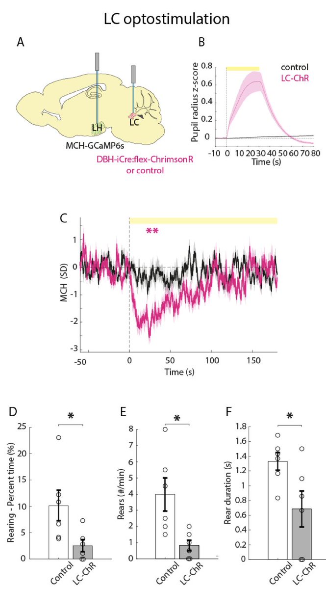Johannes Bohacek tweet media