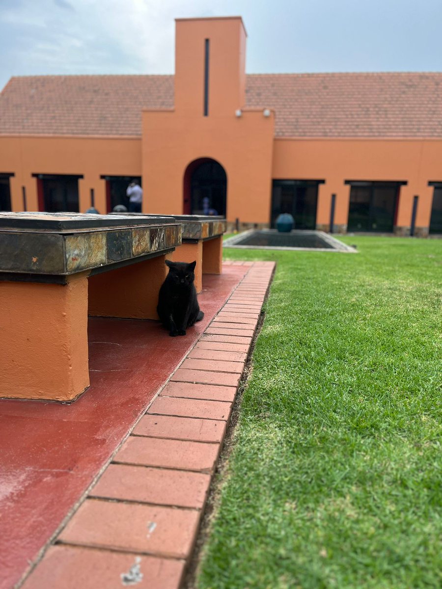 Our feline friends have made our campus home for quite some time but they don’t have names… any ideas? 💡 👀 🐈‍⬛