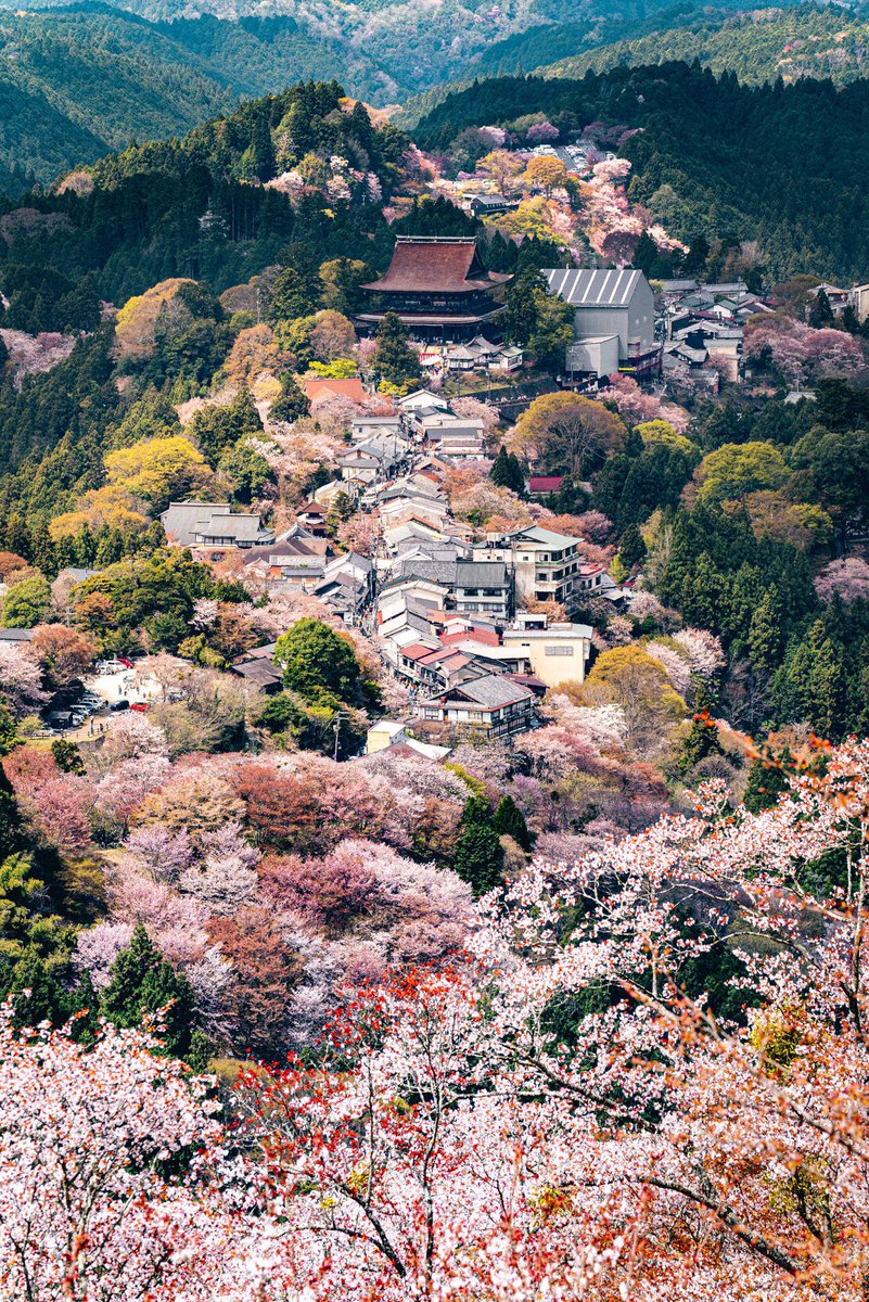 満開の桜に包まれた、世界遺産吉野山の街。