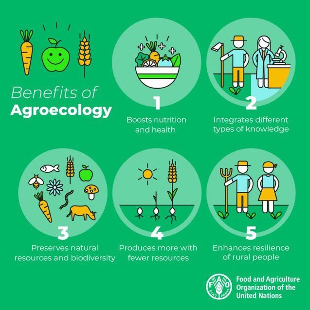 Agroecology can help: 🌱Build resilient livelihoods 🌱Safeguard #biodiversity 🌱Boost nutrition 🌱Manage the planet’s natural resources 🌱Respond to #climatechange Learn how 👉fao.org/agroecology/en…