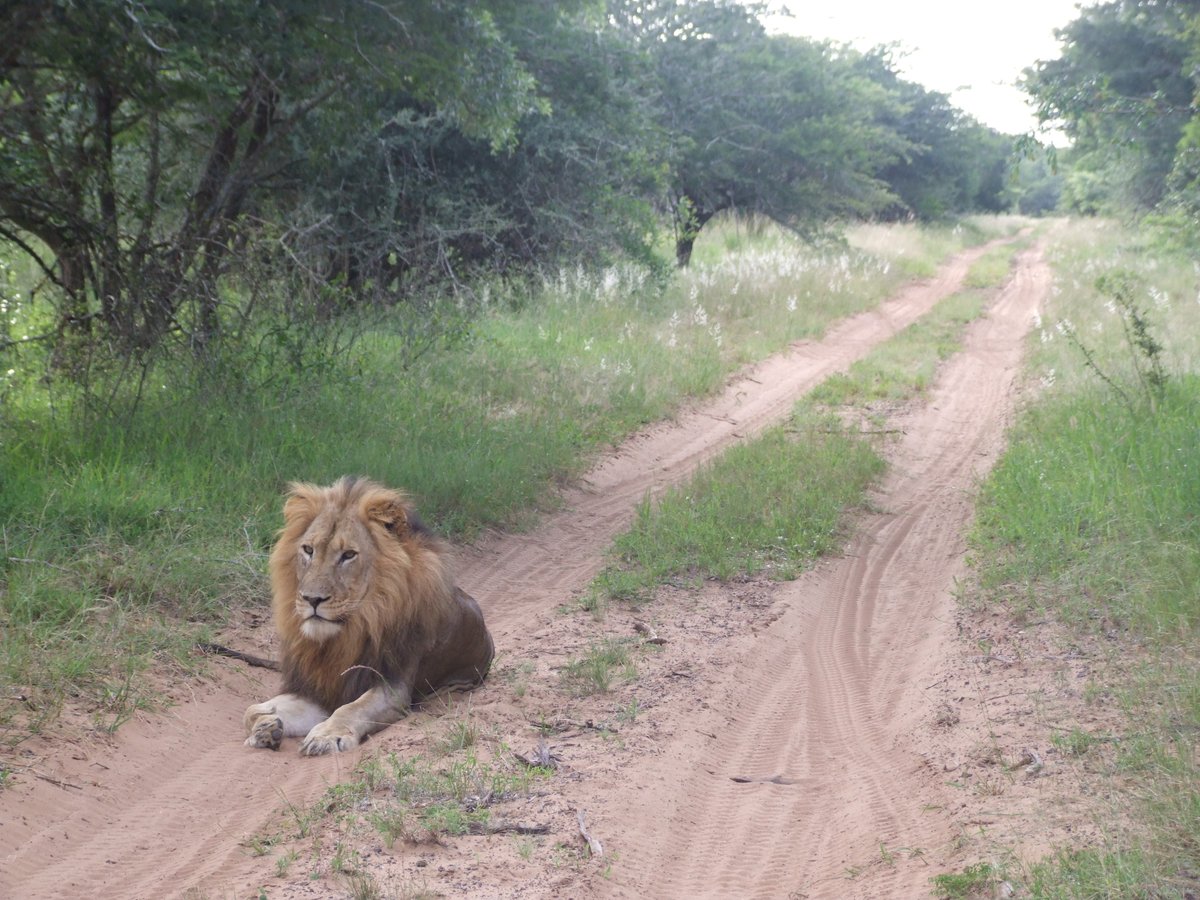 Meeting a majestic male lion on a sand road is a real thrill. Make your very own #mondaymemories in #kwazulunatal #SouthAfrica ..... #Safari #holiday #wildlife #Lion