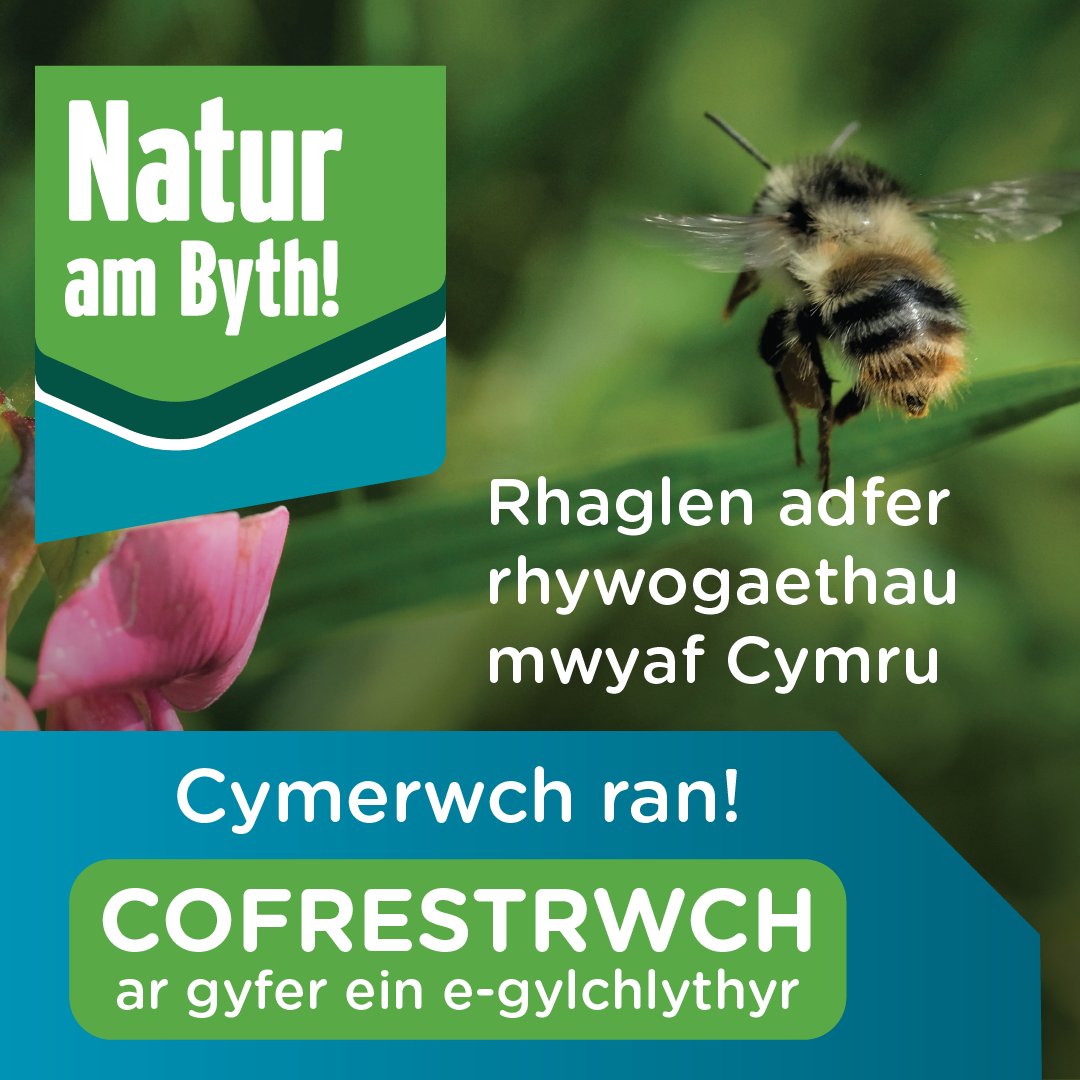 Bore Da!🐝 Beth am ddechrau'r wythnos drwy ymuno â’r nifer ledled Cymru sy’n derbyn e-gylchlythyr chwarterol #NaturAmByth?! Am y #newyddion diweddaraf am y rhaglen, gan gynnwys straeon a digwyddiadau sydd i ddod cofrestrwch trwy 👉 bit.ly/3uDR0sE