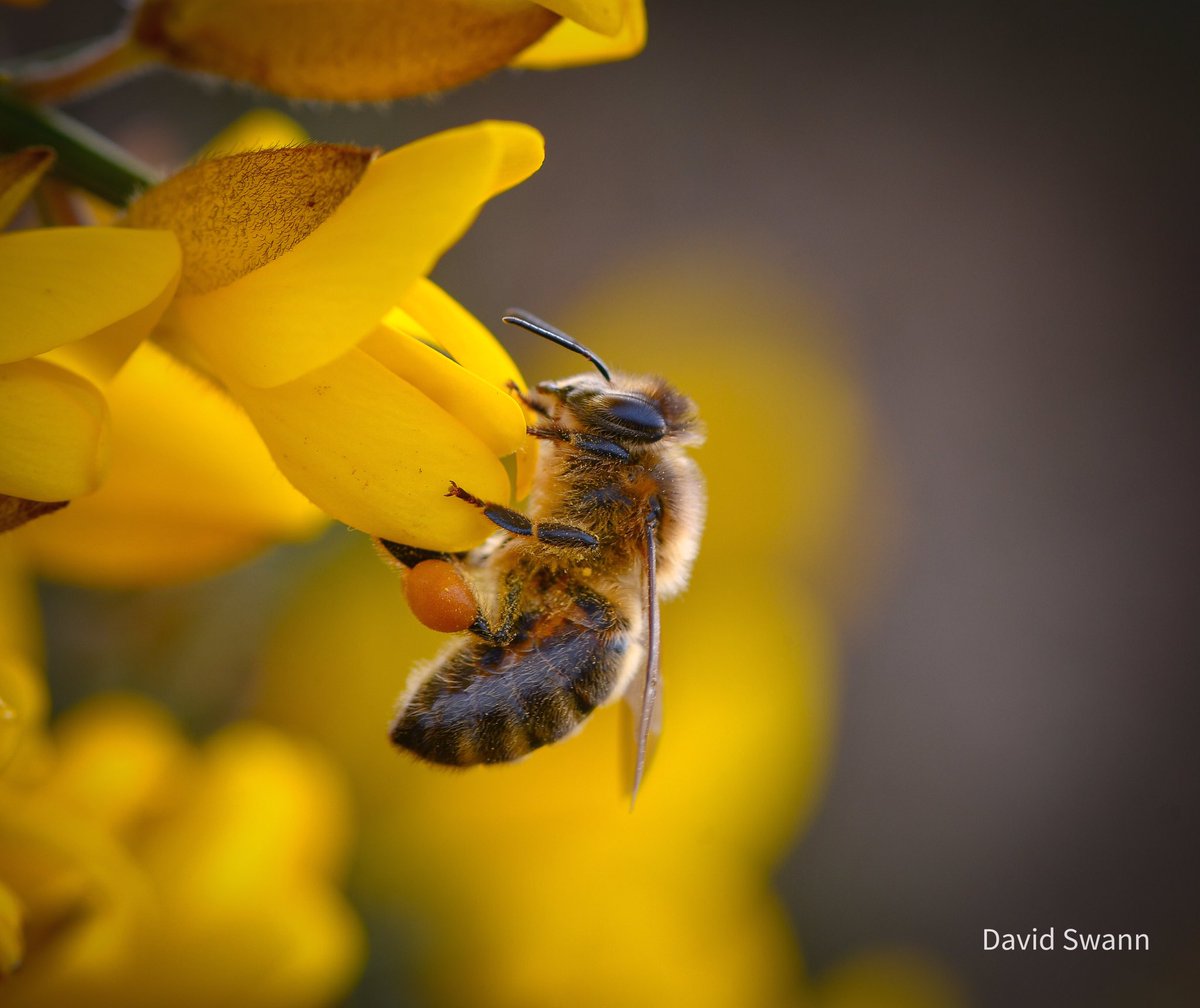 Bee on Gorse. @Natures_Voice @NorthYorkMoors @YorksWildlife @WoodlandTrust @MacroHour @ThePhotoHour @wildflower_hour