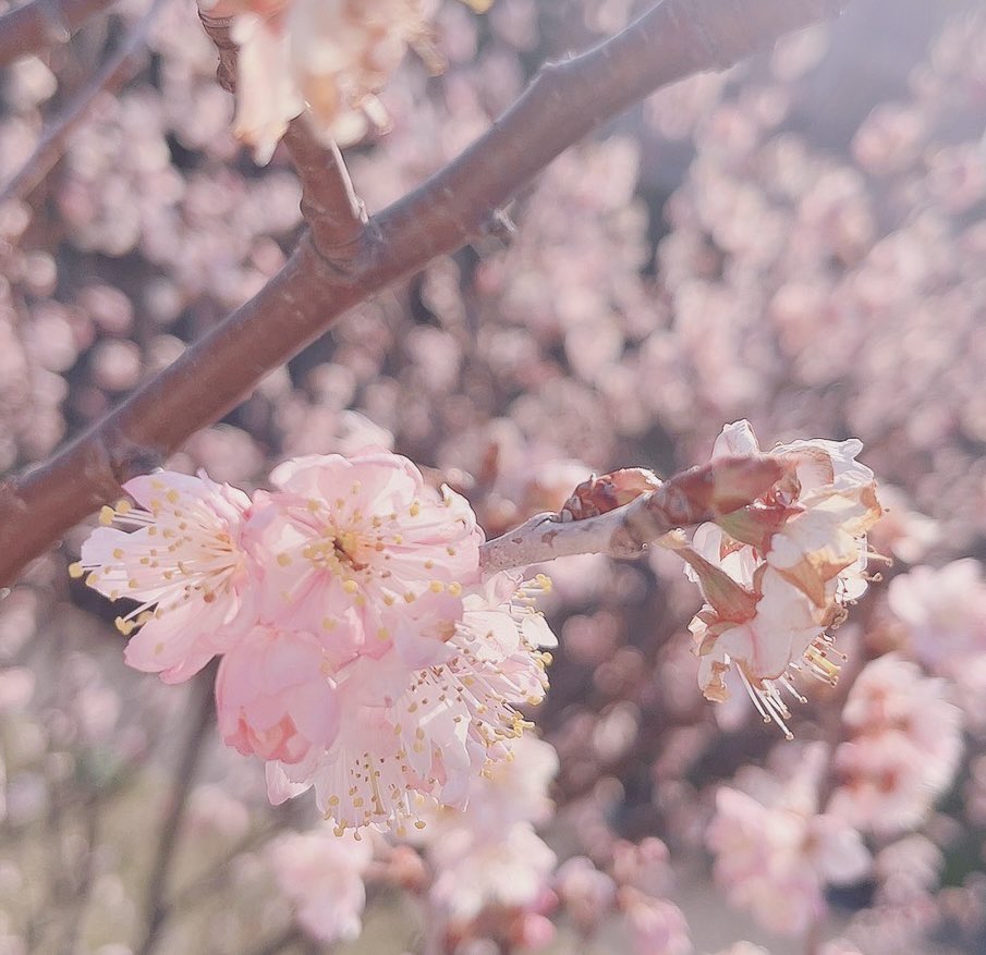 桜さん、みんなに見せたっけ 綺麗だね〜〜🌸 てかこれ桜だよね？