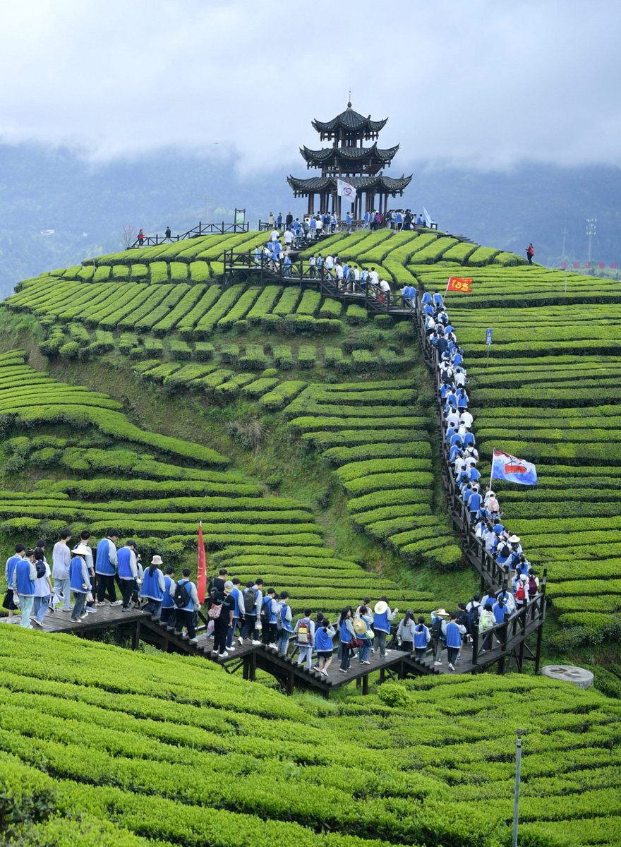 Eves_escape's tweet photo. Over 3000 students and teachers from No.1 Middle School in Xuan'en County, Hubei, went on a cool hiking trip recently! They explored the lush tea mountains and learned all about the famous "Wujiatai Tribute Tea" 伍家台贡茶. What a fun way to learn! 🍃🌿 
#TeaAdventure #HikingFun