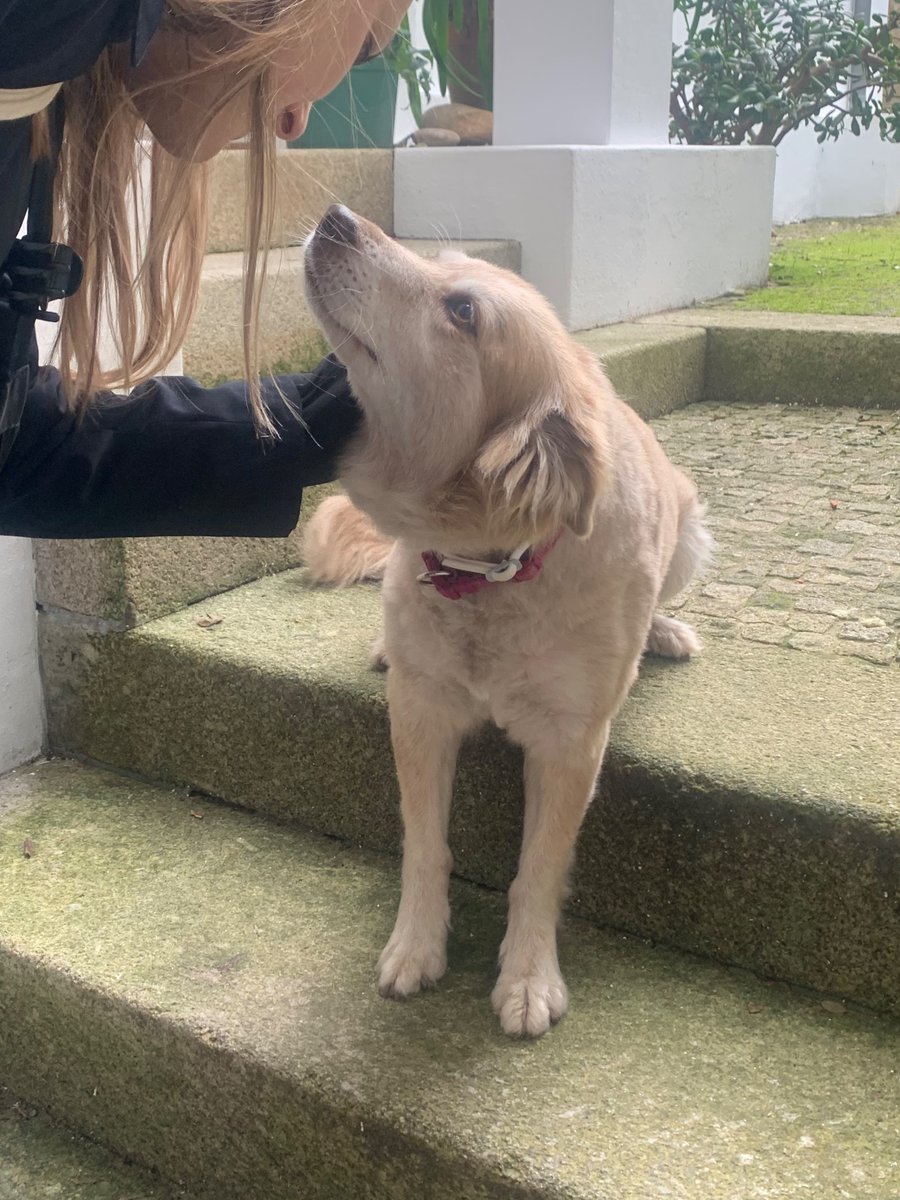 This Airbnb has a dog AND a cat