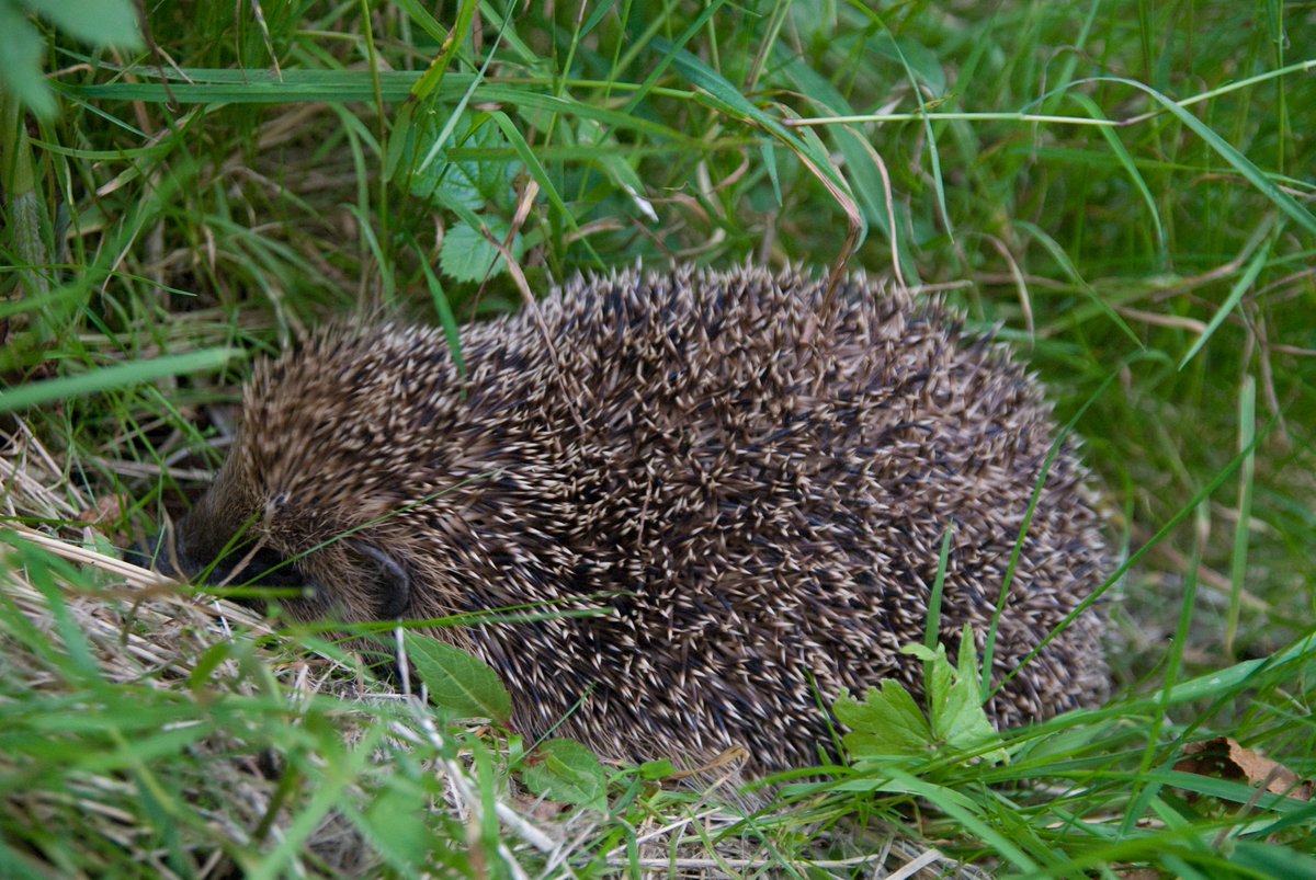 5-11 May is Hedgehog Awareness Week. You can make your garden more hedgehog friendly by avoiding pesticides, providing nesting sites, and creating gaps in fences to allow them to move between gardens. 📸 Lyndsey Maiden