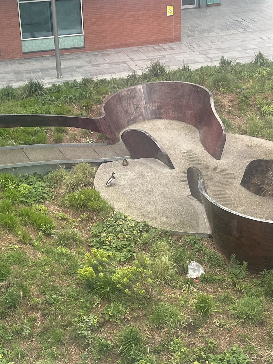 A couple of new visitors to the back of Jessop West!