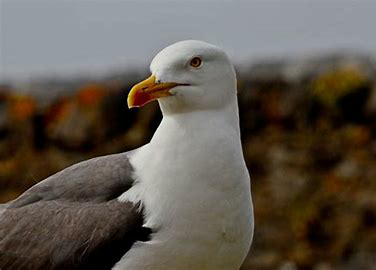 Gull of Kintyre #ASongOrMovieForBirdVarieties