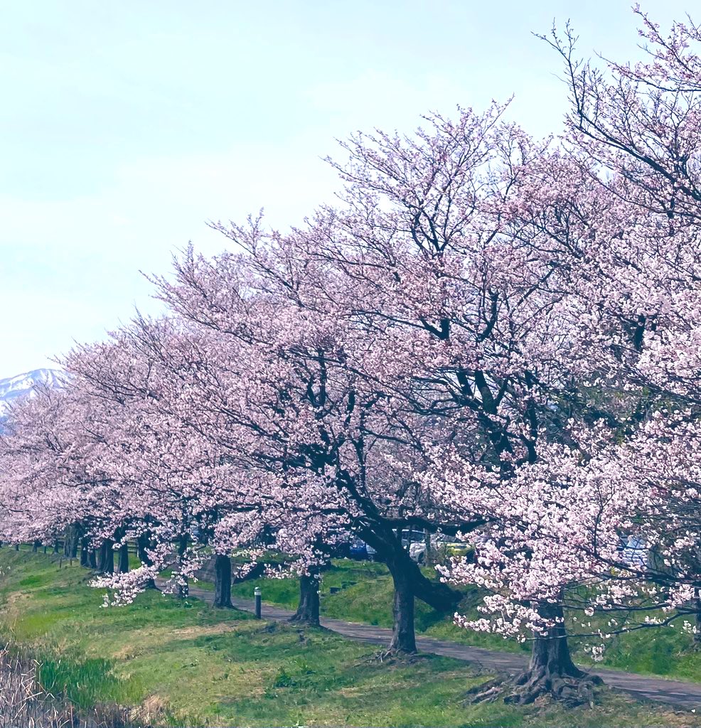 さくら色に染まる 
城下町高田は #桜の名所 です

#高田城址公園   #上越市   #桜
#さくら名所100選の地
#お花見ｽﾎﾟｯﾄ