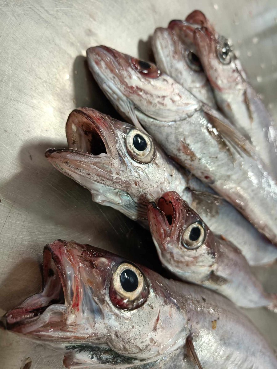 Blue whiting (Micromesistius poutassou) is currently the most fished #mesopelagic fish species in the Northeast Atlantic. It is characterized by a long, slender body, and a black mouth cavity. 🐟
#mesopelagicfish #summerh2020 #deepsea 
📸: Kristian Fjeld, SINTEF Ocean