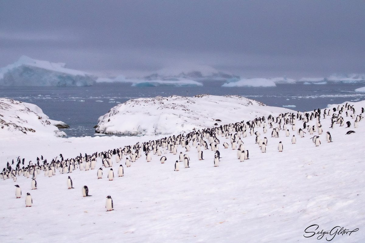 As prior 2007, no 🐧 lived at Galindez island. In 2020, the number of subantarctic 🐧🐧 there was 3500, and in 2024 - over 7000!!! It is a clear sign of climate change in the Antarctic, leading to greening of the continent.