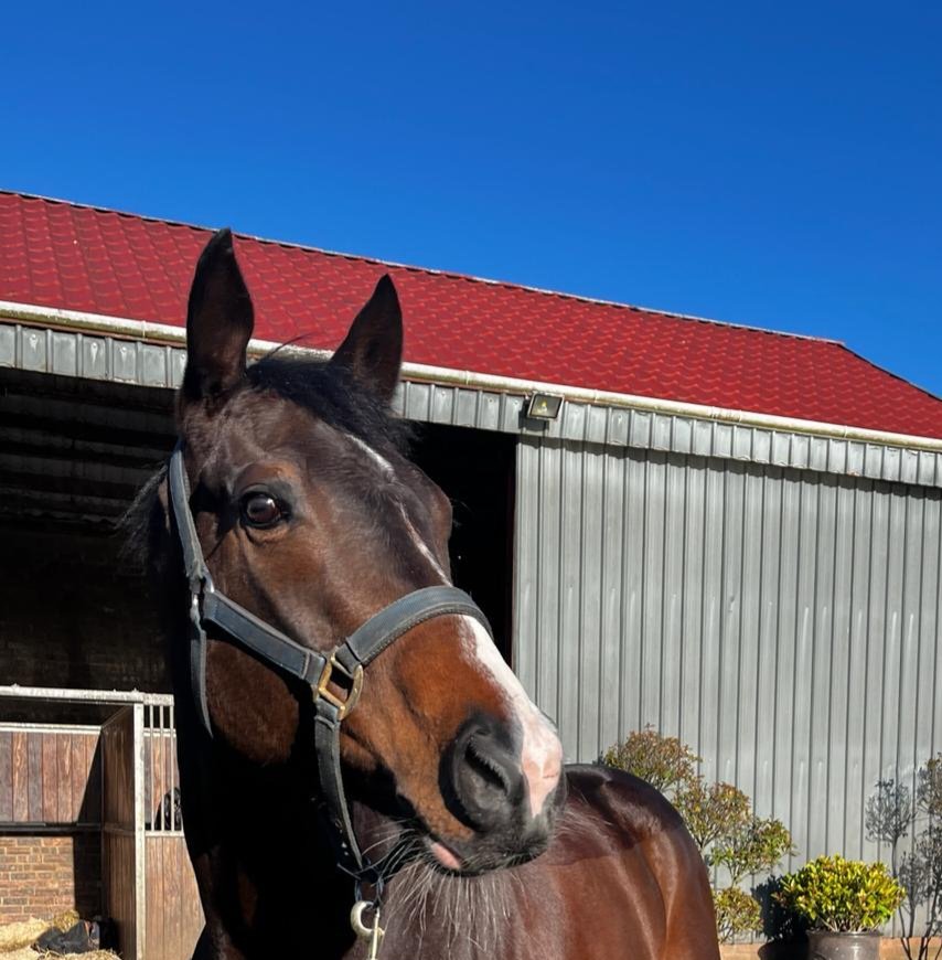 Kitbag has his first run for us today @NewcastleRaces . @tommie_jakes rides. Mews House, ridden by @311_mathers, goes in the same race. Best of luck to all!