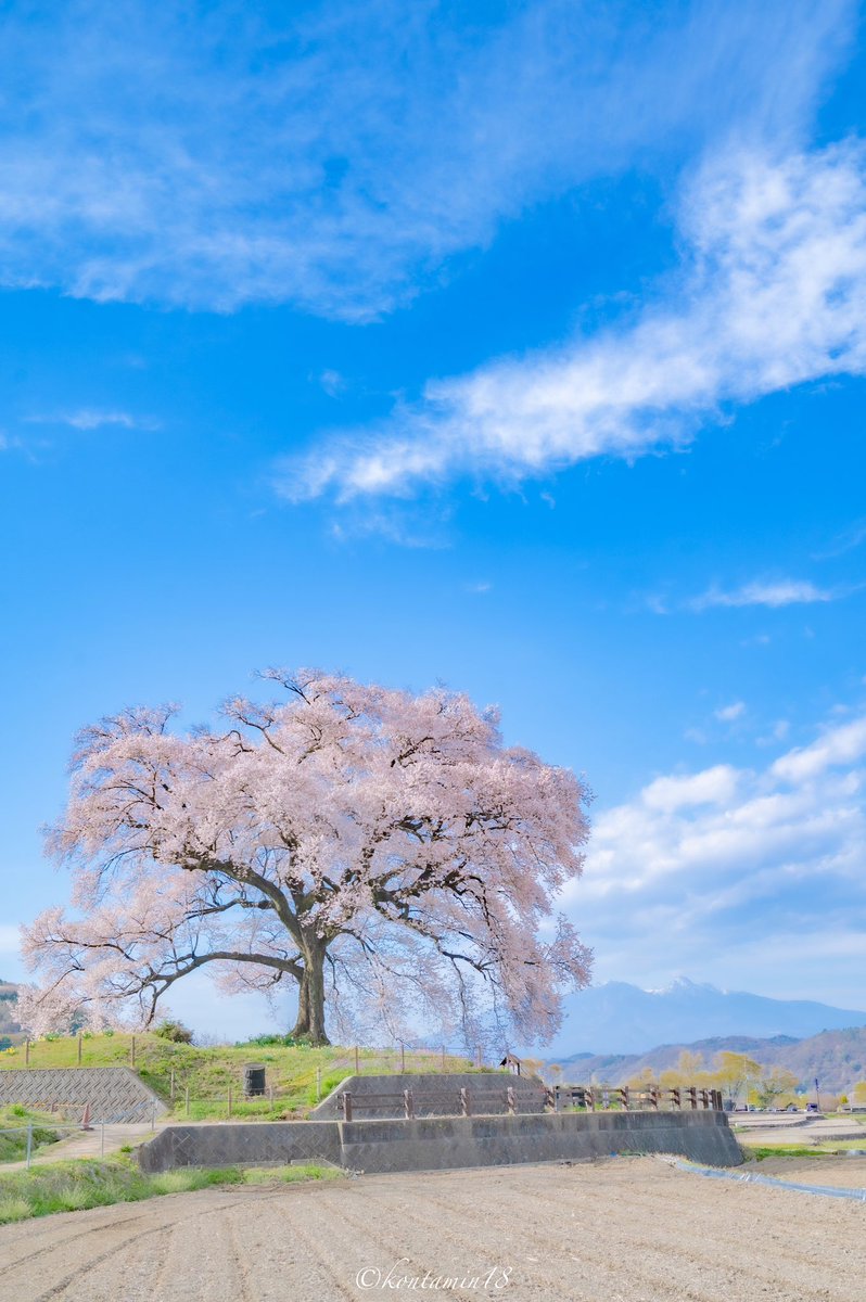 青空に咲き誇る一本桜。