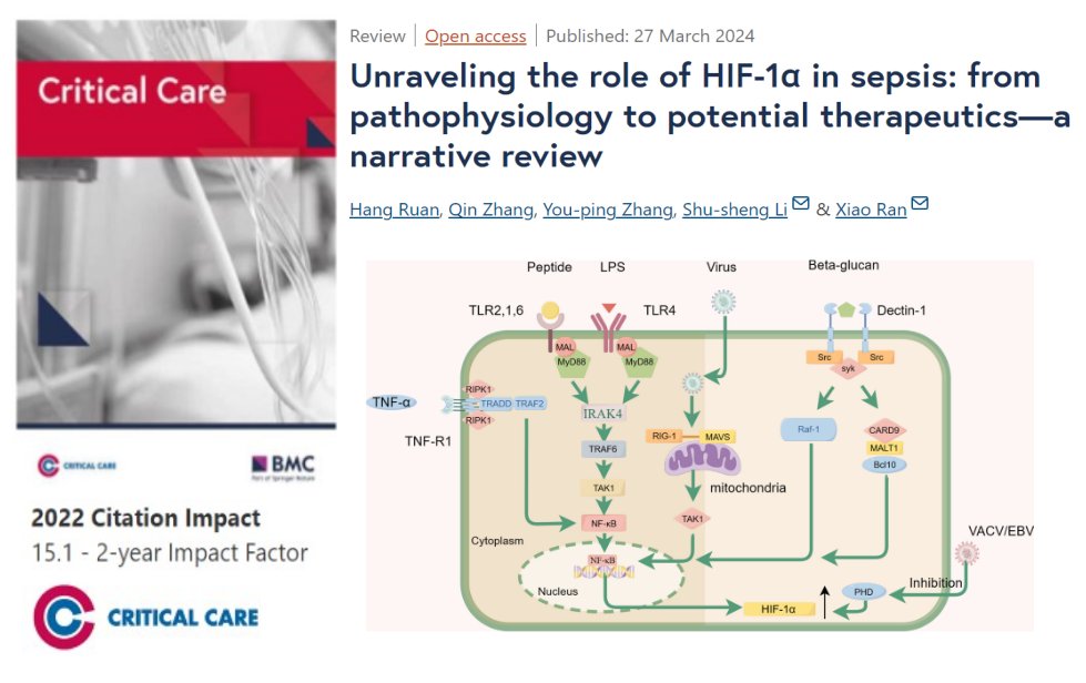 #CritCare #OpenAccess Unraveling the role of HIF-1α in sepsis: from pathophysiology to potential therapeutics—a narrative review Read the full article: ccforum.biomedcentral.com/articles/10.11… @jlvincen @ISICEM #FOAMed #FOAMcc