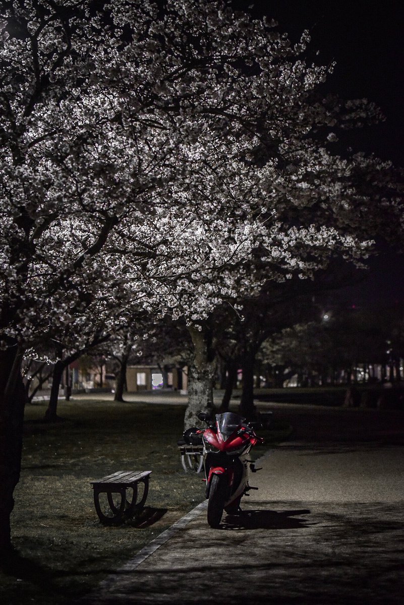numgrapher's tweet photo. 夜桜見に近所までツー🌸

#YZF
#R25 https://t.co/5shv9wLfvb