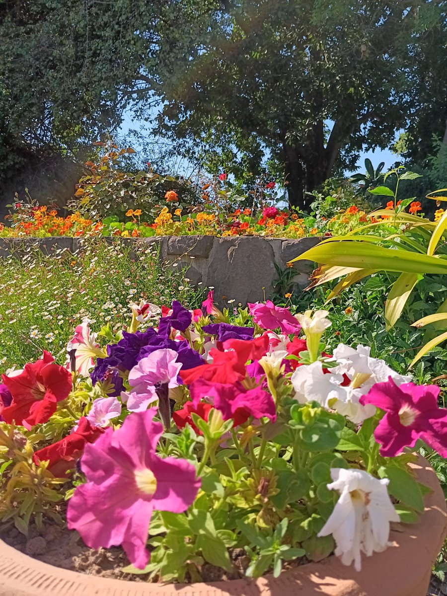 How wonderful to be surrounded by beautiful Pakistani flowers in my garden. Truly enjoying spring in Islamabad!