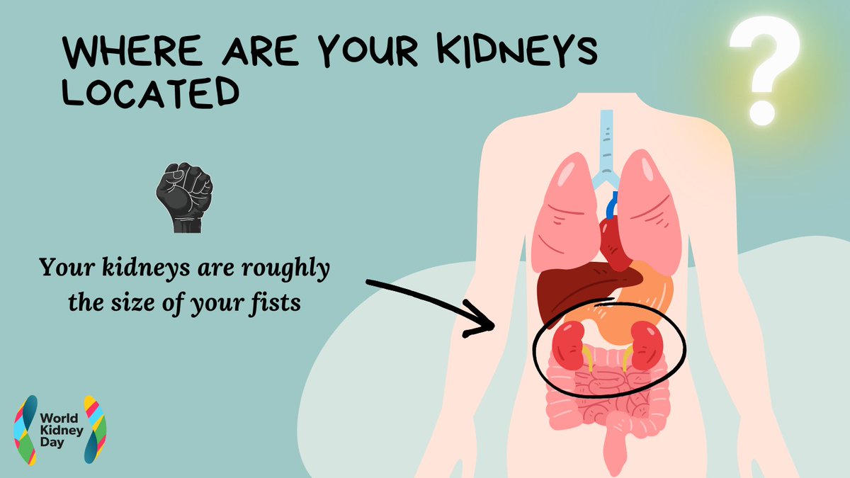 The main role of your kidneys is to remove toxins and excess water from your blood. Kidneys also help to control your blood pressure, produce red blood cells and keep your bones healthy. #WorldKidneyDay