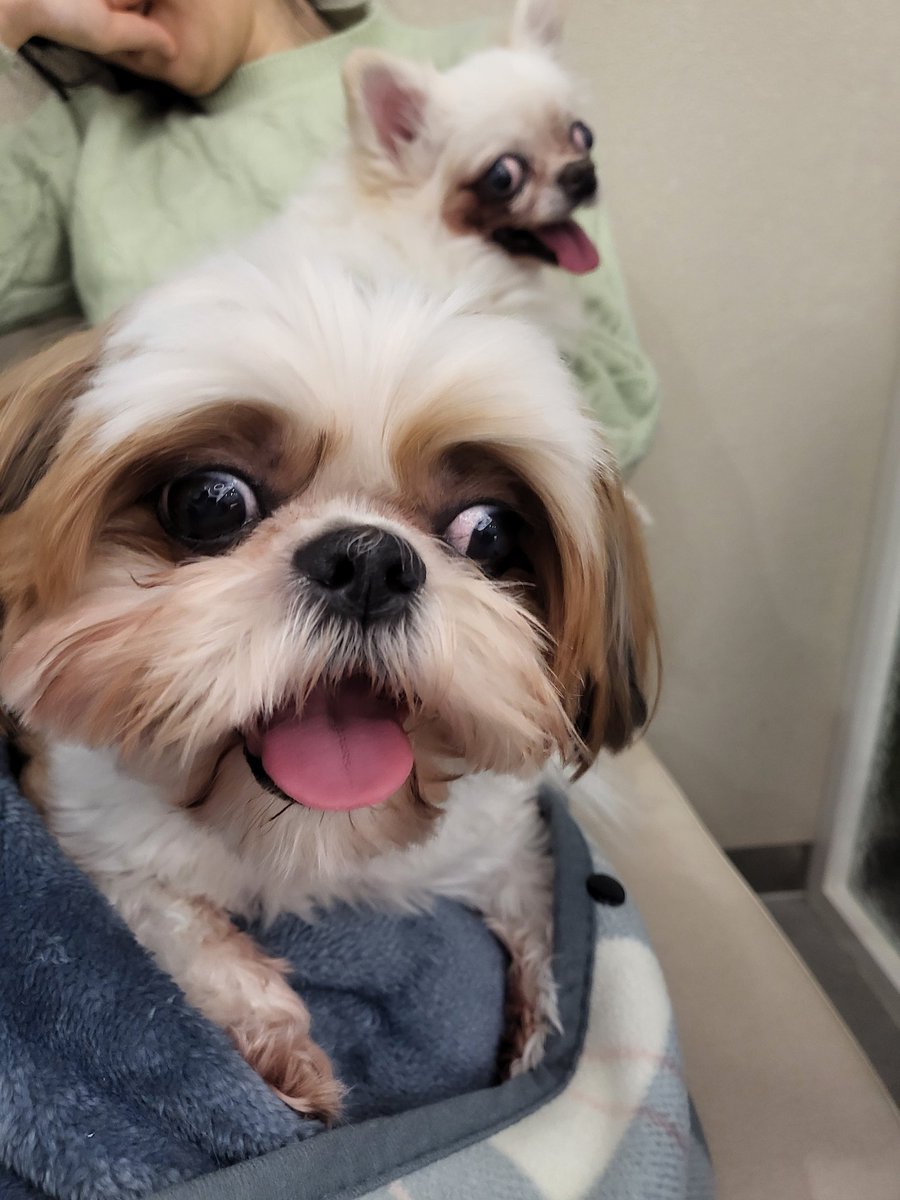 three puppy dady tweet media