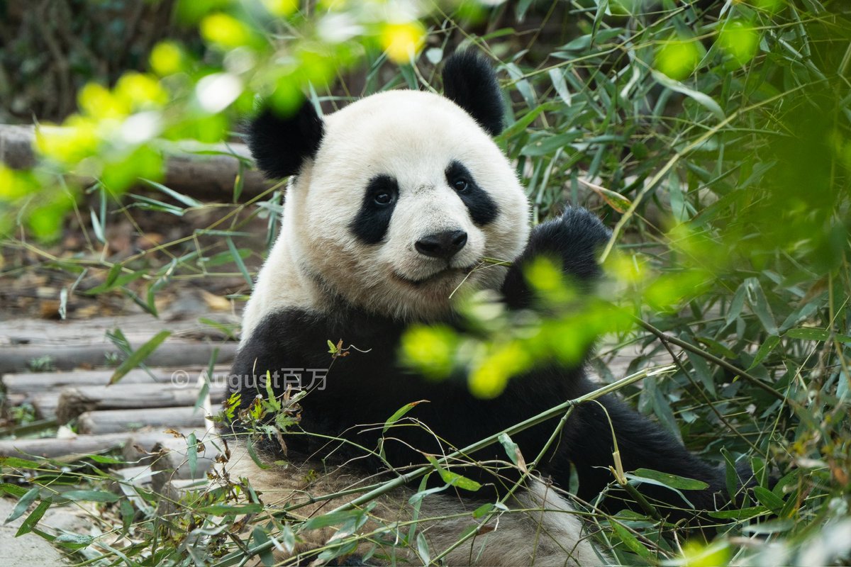 August_pandatv's tweet photo. 📸 240331 科念（Ke Nian）
#panda #科念 #kenian #成都大熊猫繁育研究基地 https://t.co/GtsBI43hDQ