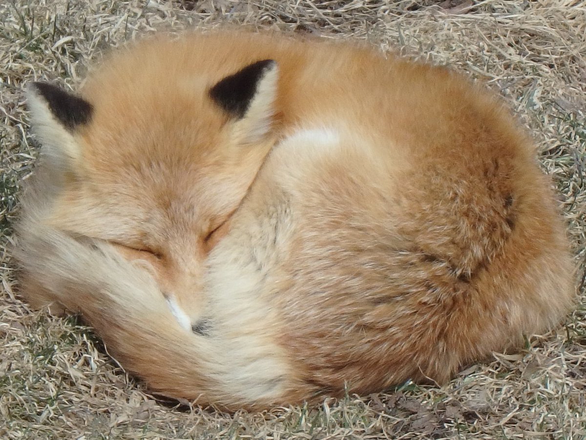 🦊
ムダ(隙間)なく眠るランちゃん😃
おやすみなさい

北きつね牧場 #キタキツネ #きつ寝