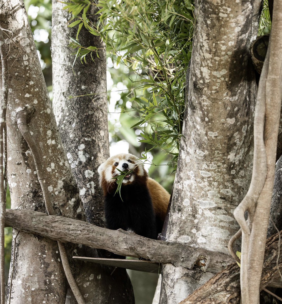 Teddy with a case of the ‘noms’🌿 📷: Rachael Tagg