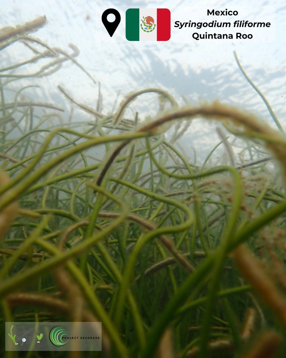 Another #seagrass #meadow was discovered in #Mexico, #Quintana Roo at a depth of 1 - 3m. The patch of #Syringodium filiform, captured by Maru Bernal, measures 10 - 20cm in length. To learn more about reporting seagrass sightings, click here - buff.ly/4aFdo4o