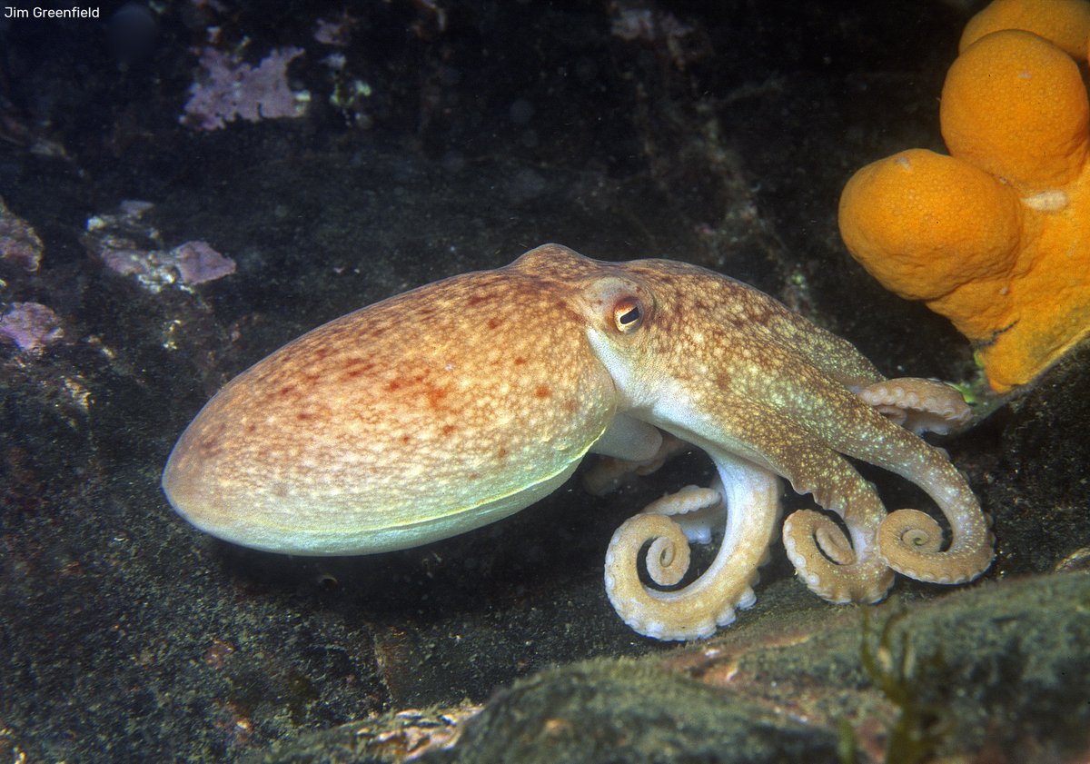 Octopuses don't only have 3 hearts, they also have our hearts. We love these clever creatures 💚