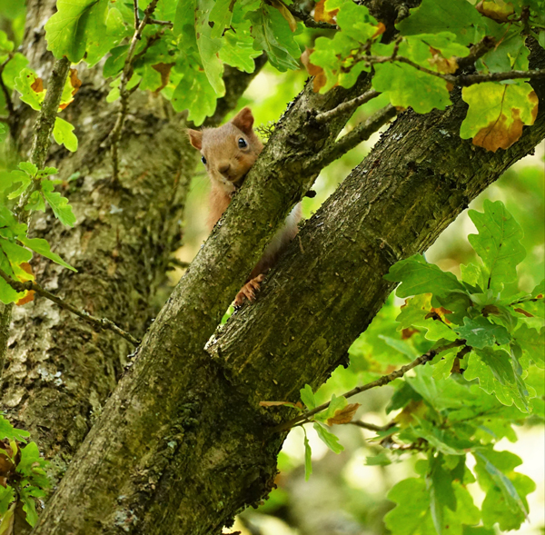 Community group projects to improve environment or community may be able to get up to £15K. Past projects funded by Clacks & Stirling Env Trust include community & historic buildings & woodlands. Deadline dates 17/4 & 30/9. Email morrisona@stirling.gov.uk orlo.uk/6vhxb