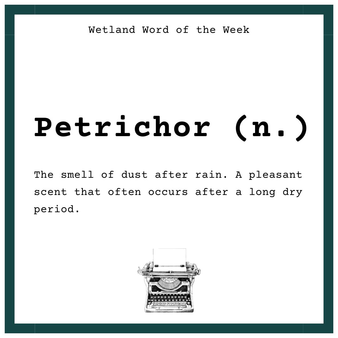 Wetland Word of the Week 🌧️ PETRICHOR is the word for that pleasant scent when it finally rains after a long dry spell. I wonder if anyone has worked out how to bottle it? #WetlandWordOfTheWeek #WordsForWetlands #WWT