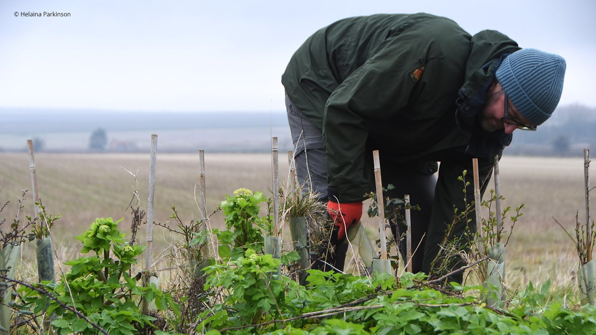 Staff at @AvivaPLC joined forces with @N_Rivers_Trust volunteers at Deepdale Farm. 💪 Together, they weeded and mulched 230 meters of hedge and tended to 1,150 plants! 🌿 💚 This enhances wildlife habitats and improves flood resilience, helping to restore our UK landscapes. 💛