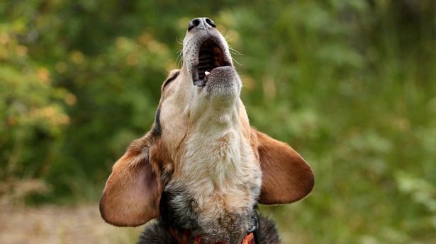 A barking dog in Cwmbran led to a £1,000 fine for its owner after neighbours lost sleep over the noise. Dog owners, remember to keep your pets' barking in check! ow.ly/r1t550R7AWy #NoiseControl #PetManagement #Superpet